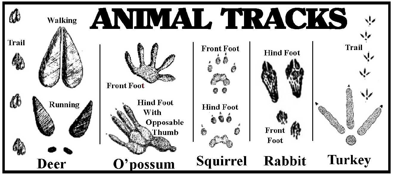 Byron Middle School Nature Trail