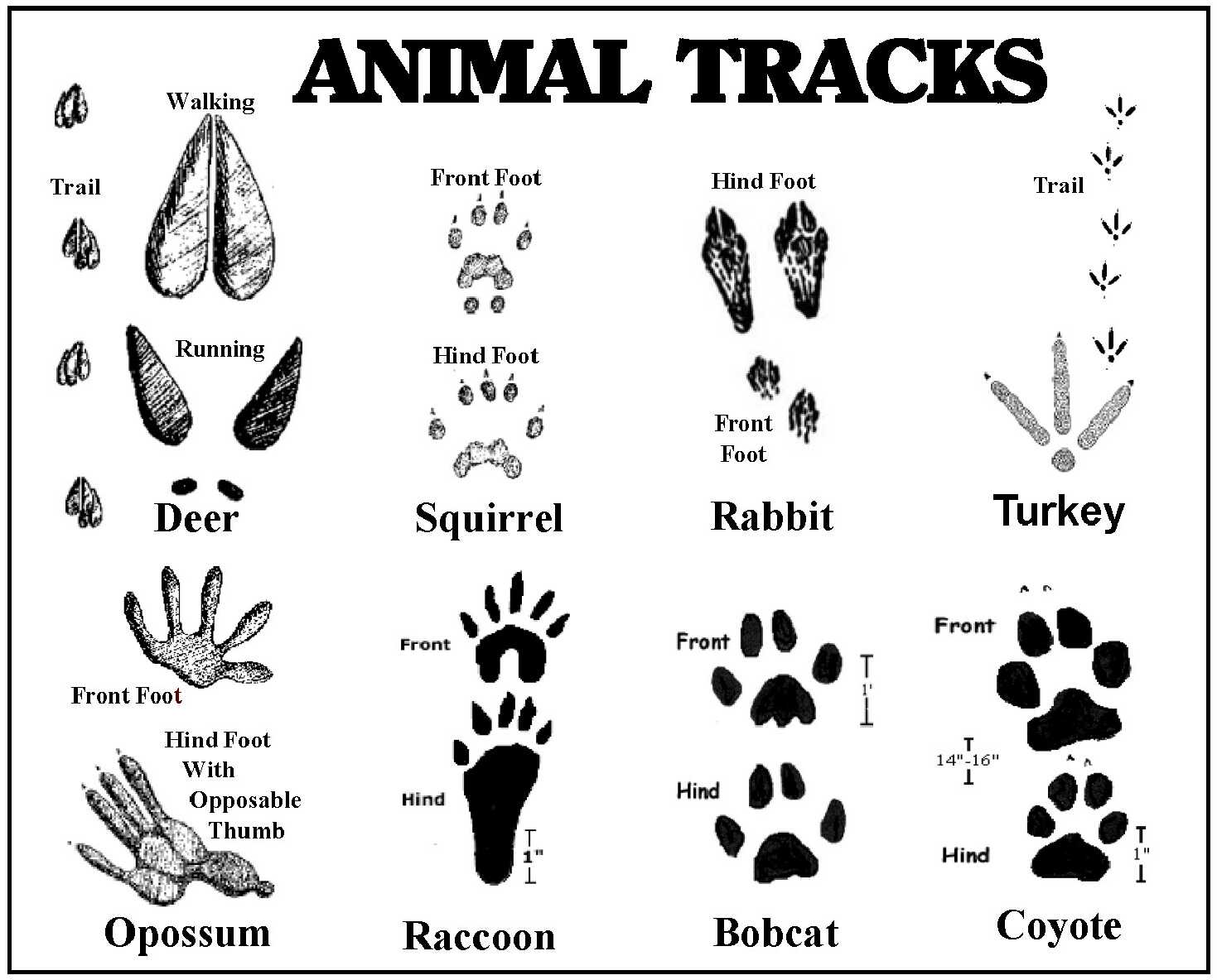 Animal Tracks Identification Chart